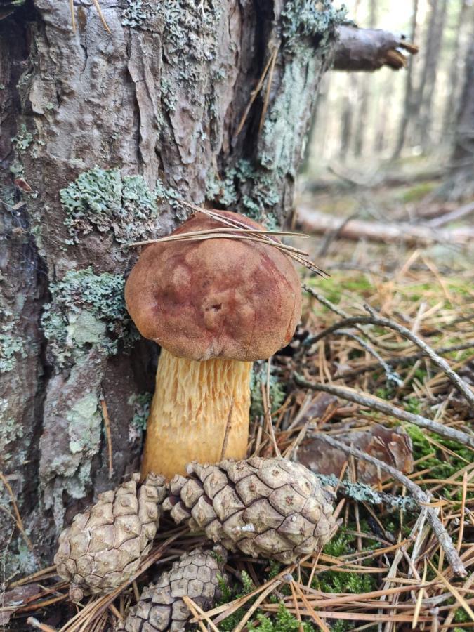 Kalinowa14 Villa Kopalino Eksteriør billede